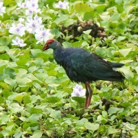 <i>Porphyrio poliocephalus</i> Latham, 1801